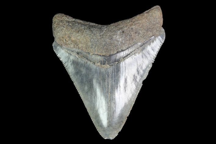 Serrated, Juvenile Megalodon Tooth - Georgia #142340